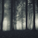 Ilustración para el artículo titulado El bosque Hoia-Baciu, el misterioso triángulo de las Bermudas de Transilvania